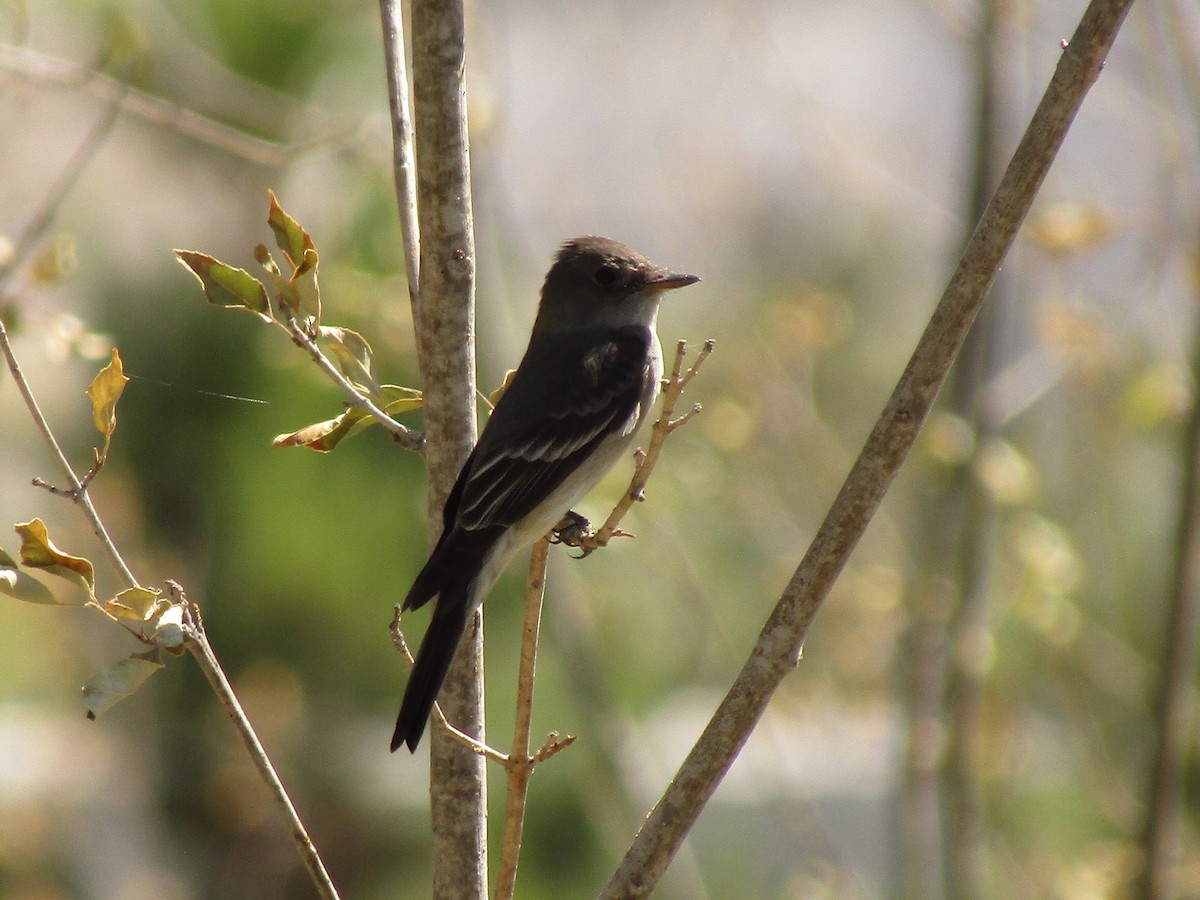 Western Wood-Pewee - ML647673528