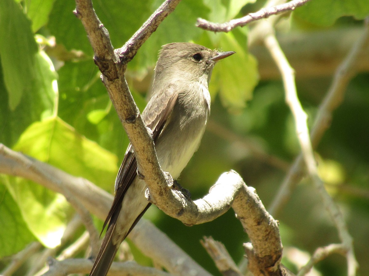 Western Wood-Pewee - ML647673529