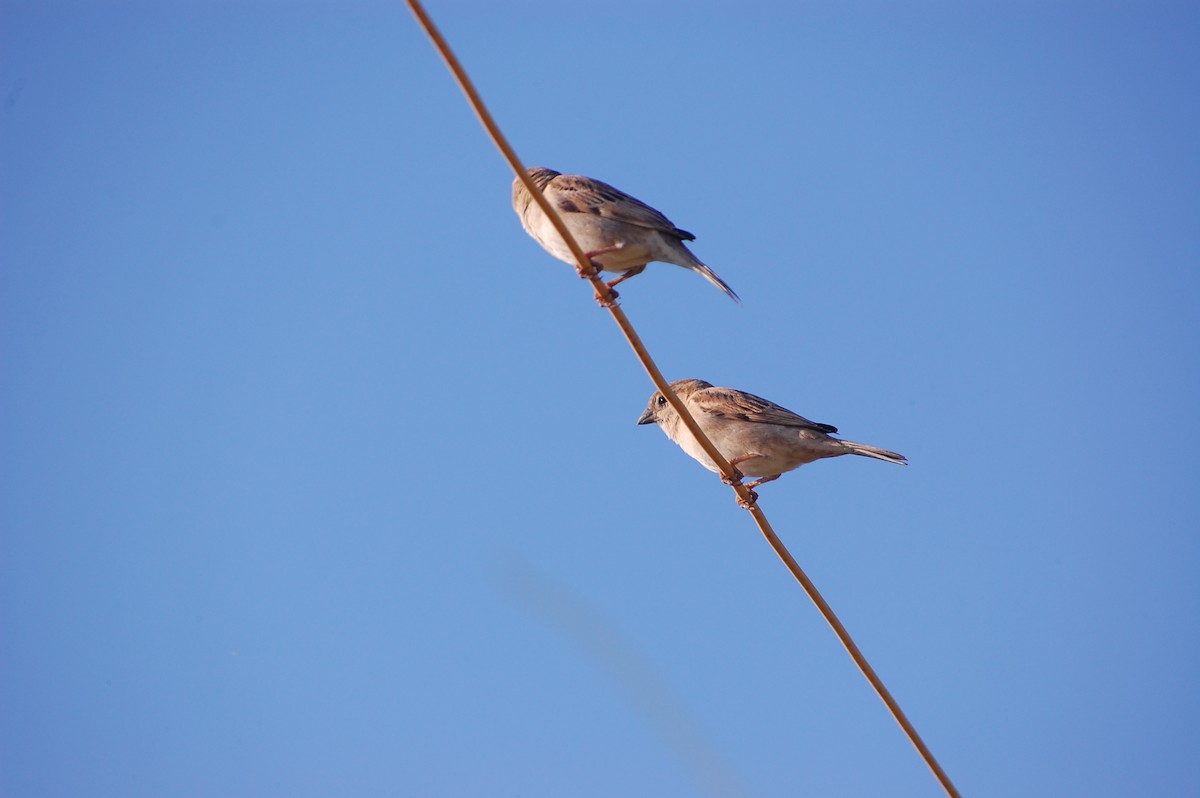Gorrión Común - ML647673531
