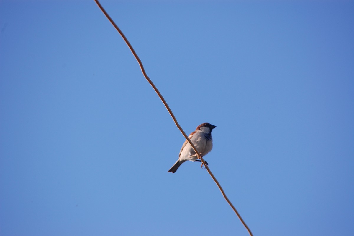 Gorrión Común - ML647673532