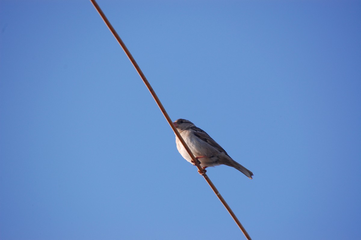 Gorrión Común - ML647673533