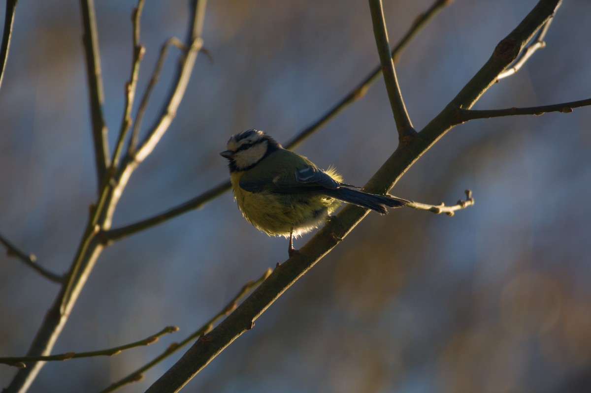 Eurasian Blue Tit - ML647673552