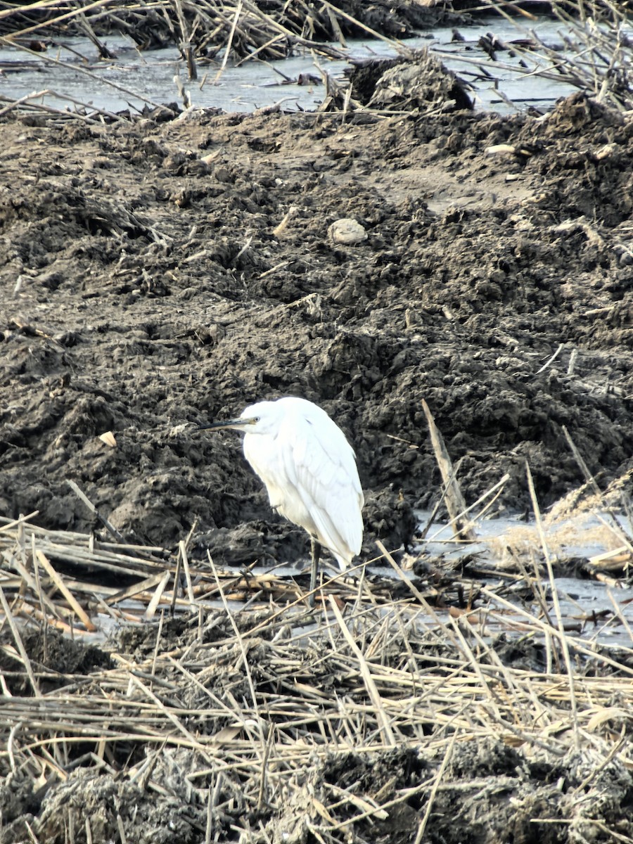 Little Egret - ML647673562
