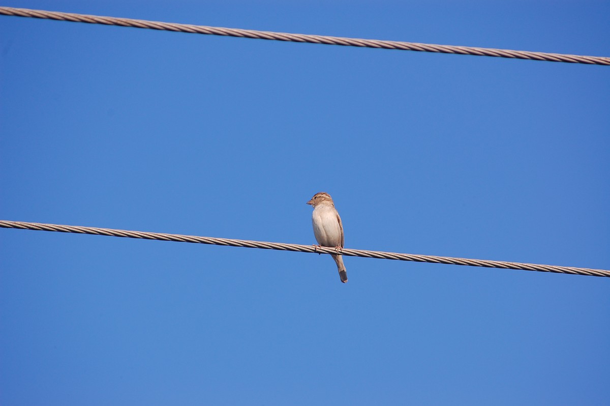 Gorrión Común - ML647673563