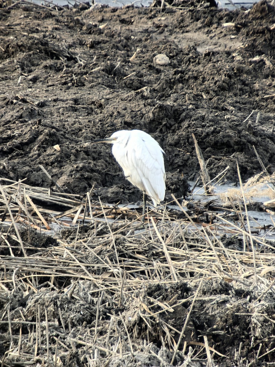 Little Egret - ML647673567