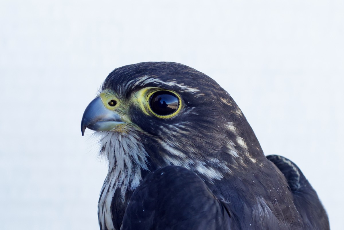 Merlin - ML647673568