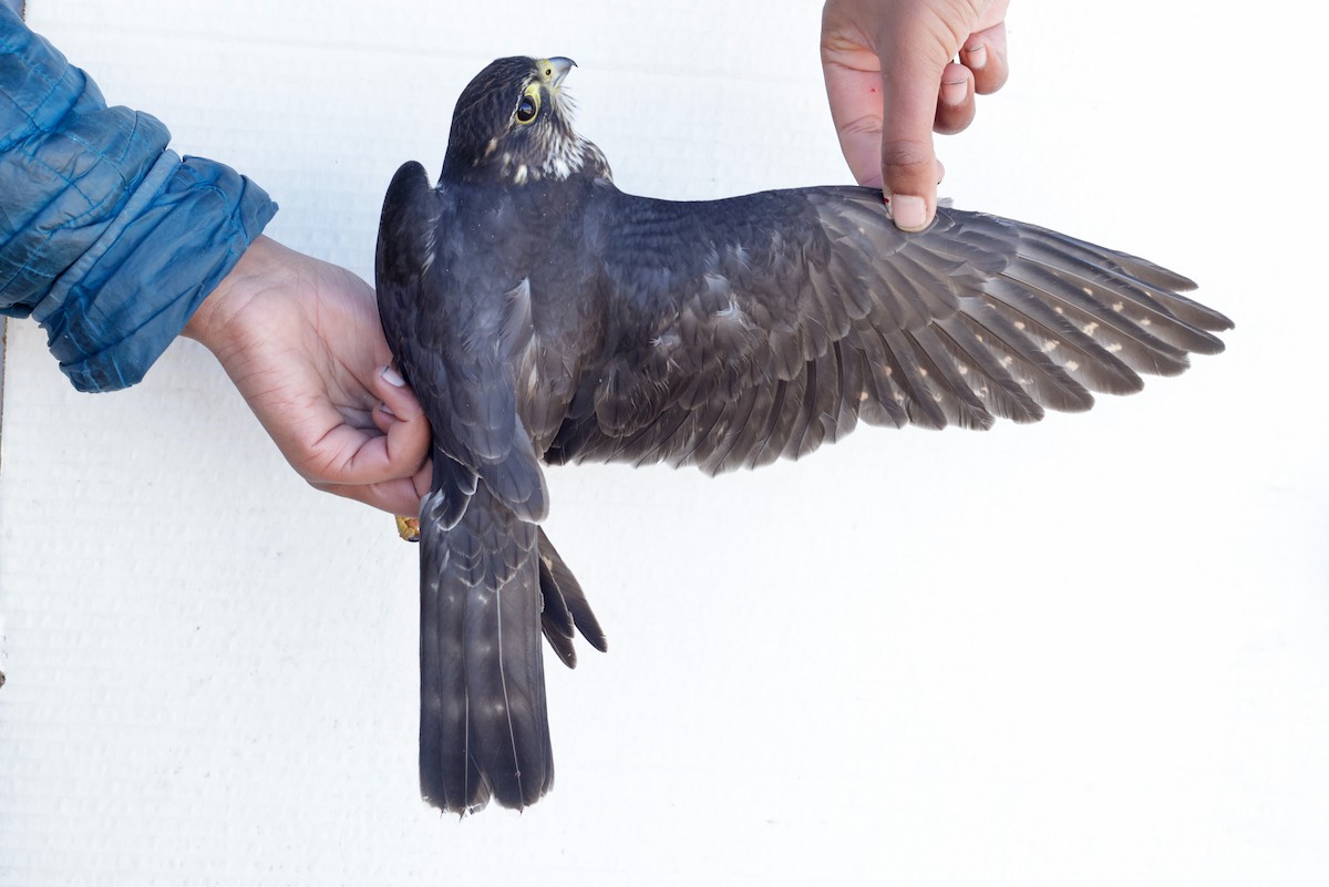 Merlin - ML647673569