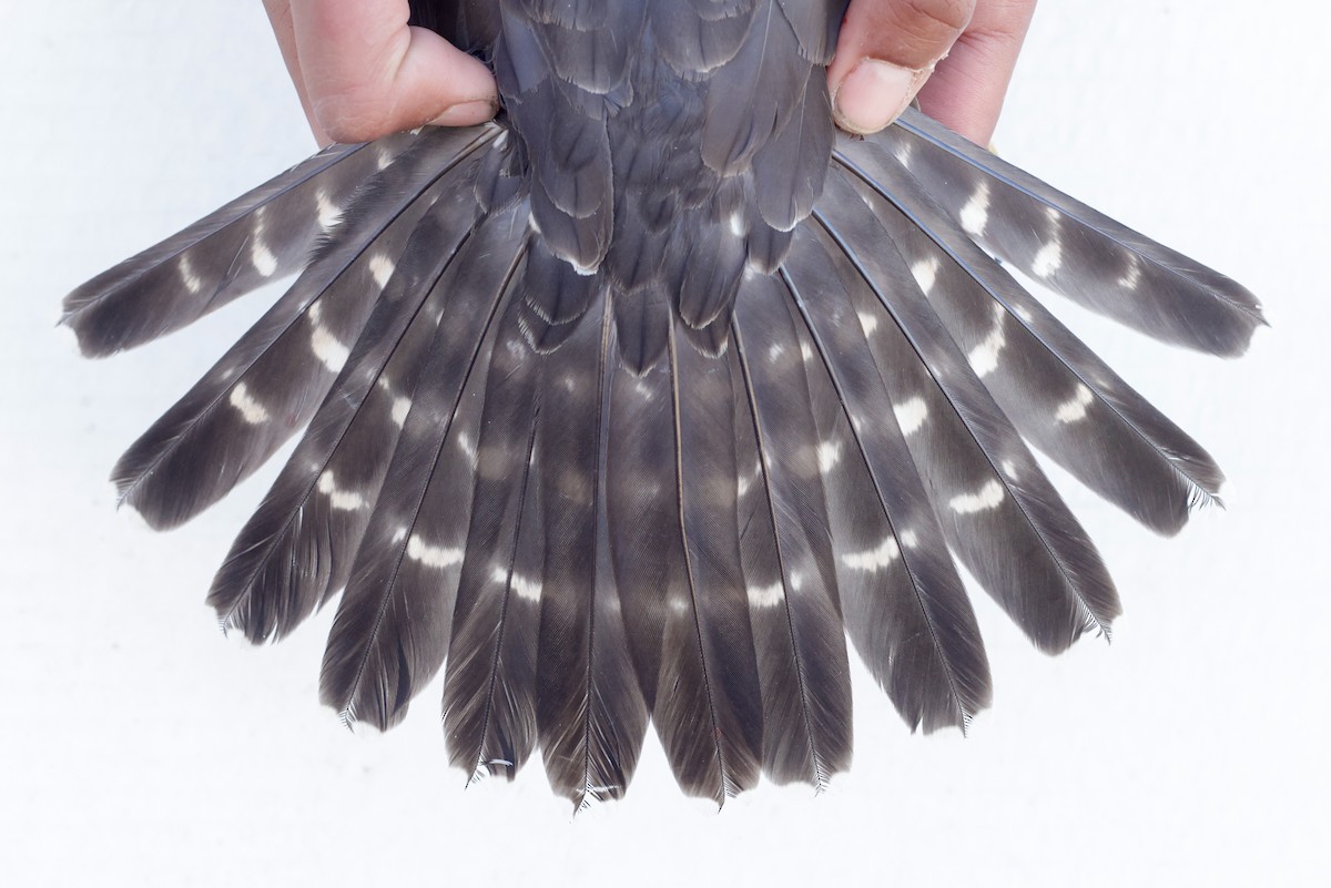 Merlin - ML647673570