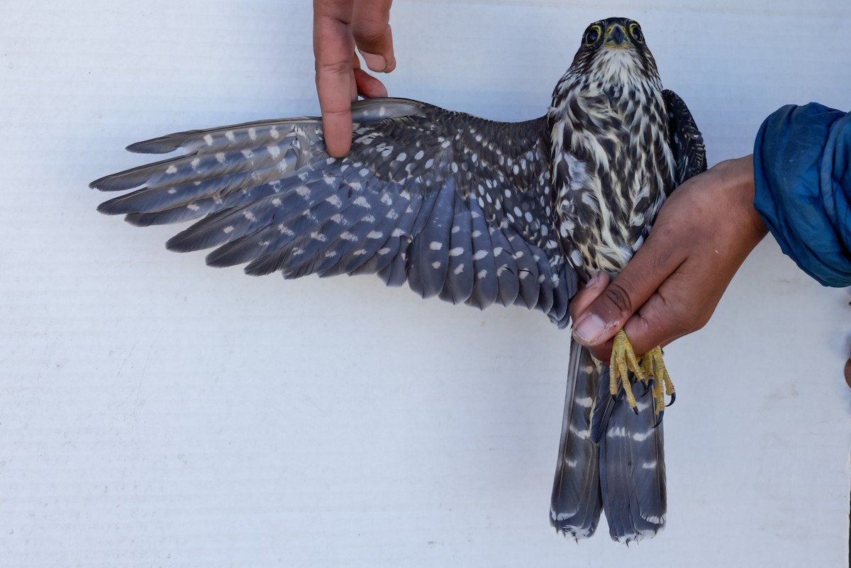 Merlin - ML647673571