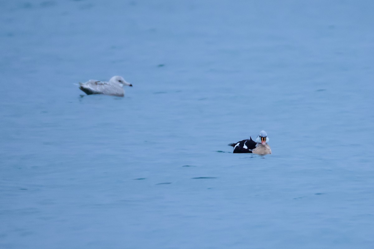 Гага-гребенушка - ML647673573