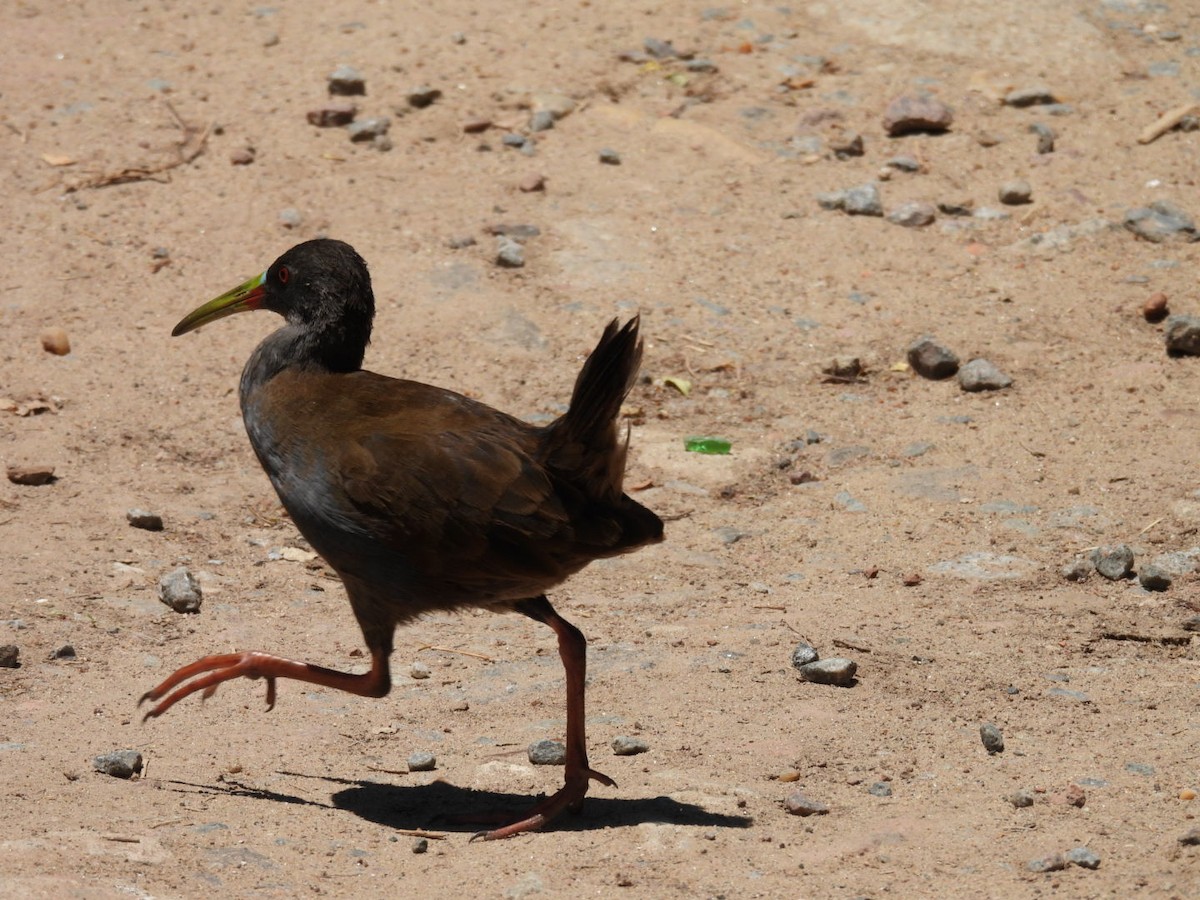 Kurşuni Sukılavuzu - ML647673584