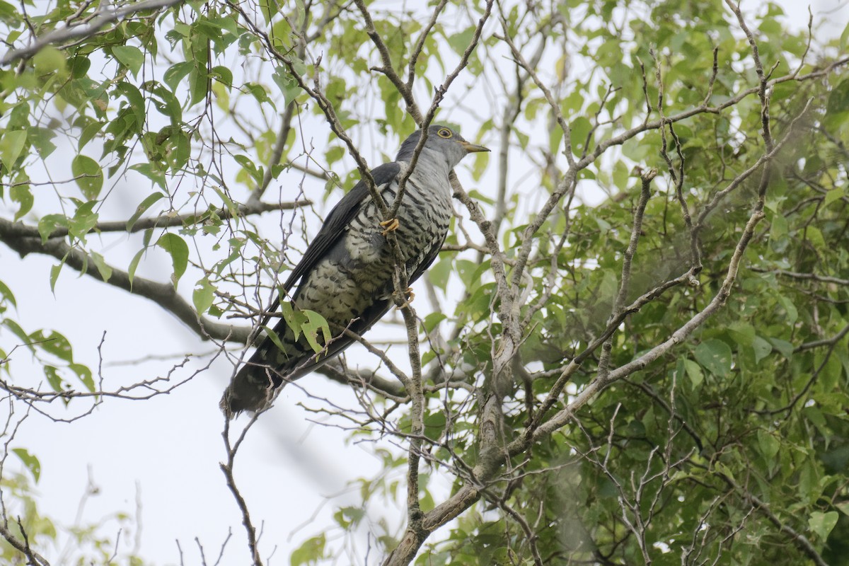 Himalayan Cuckoo - ML647673596