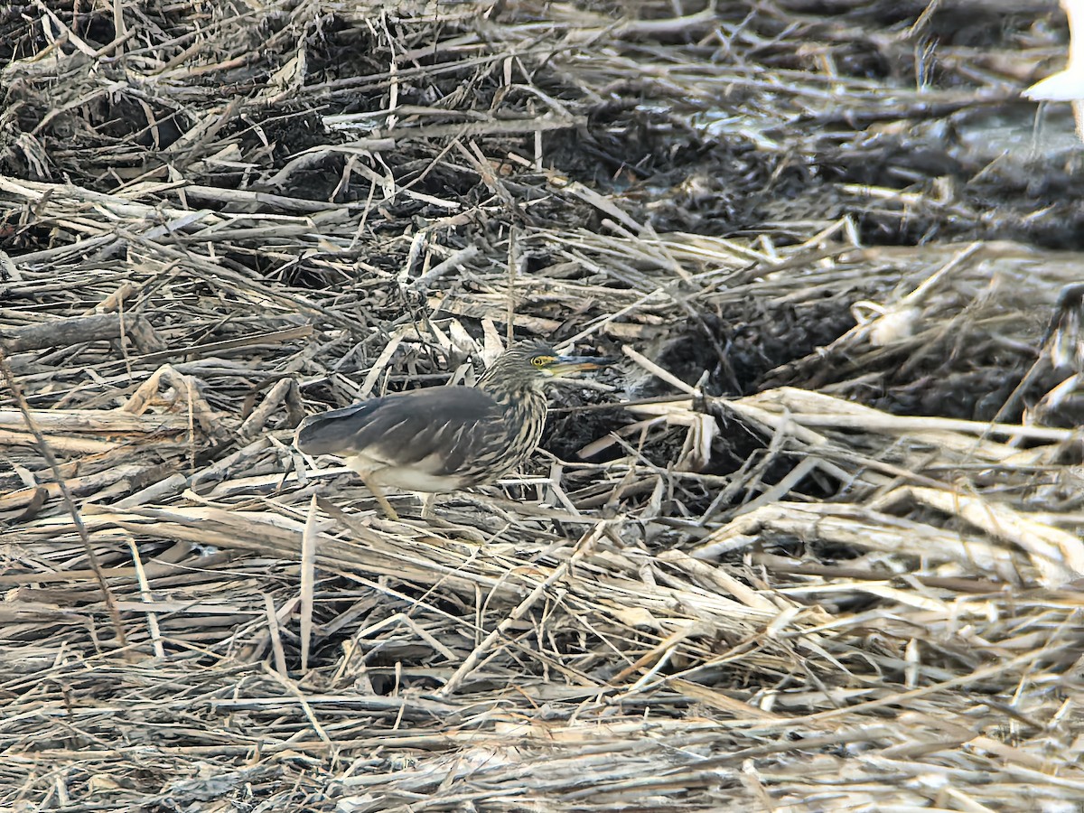 Chinese Pond-Heron - ML647673597