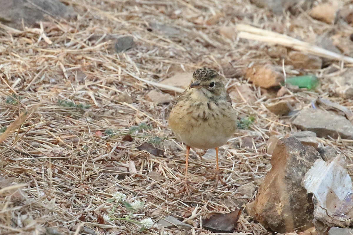 pipit sp. - ML647673599