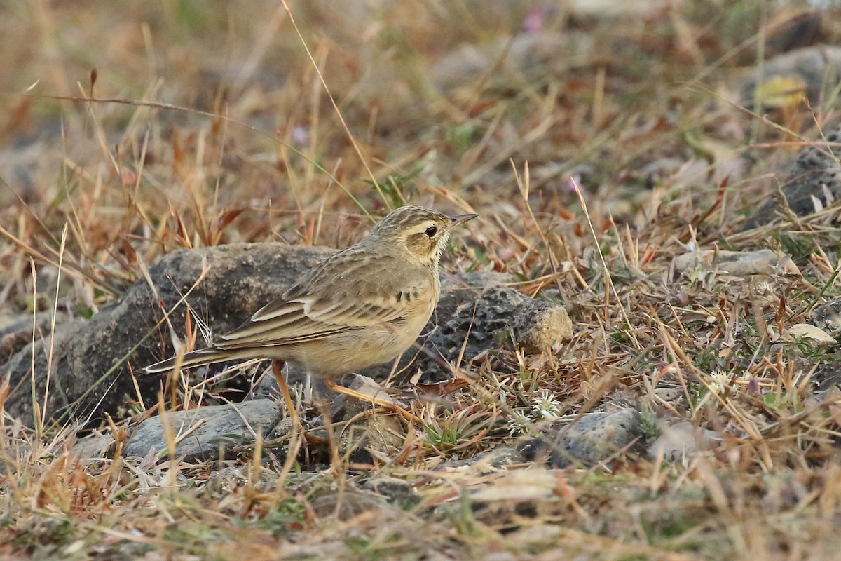 pipit sp. - ML647673600