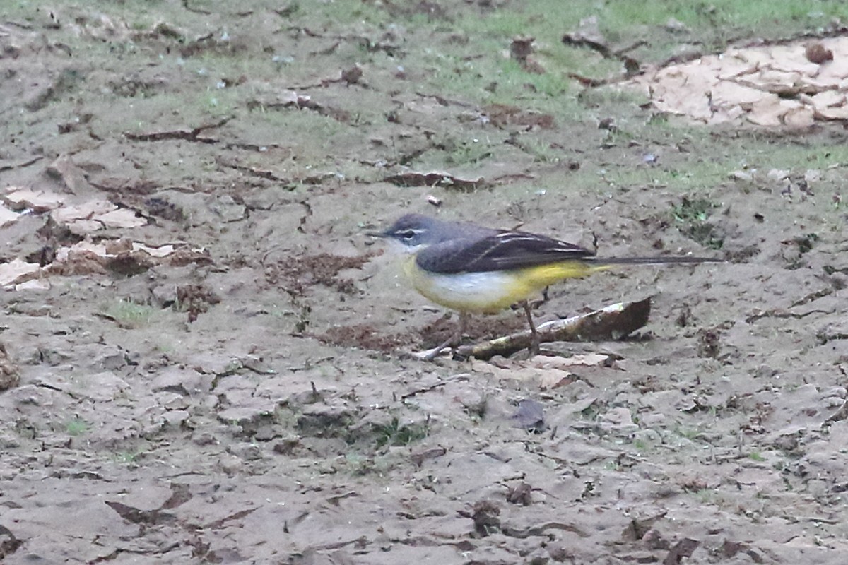 Gray Wagtail - ML647673602