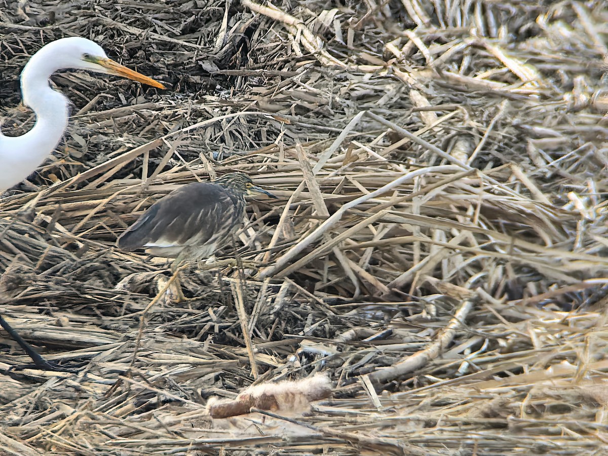 Chinese Pond-Heron - ML647673610