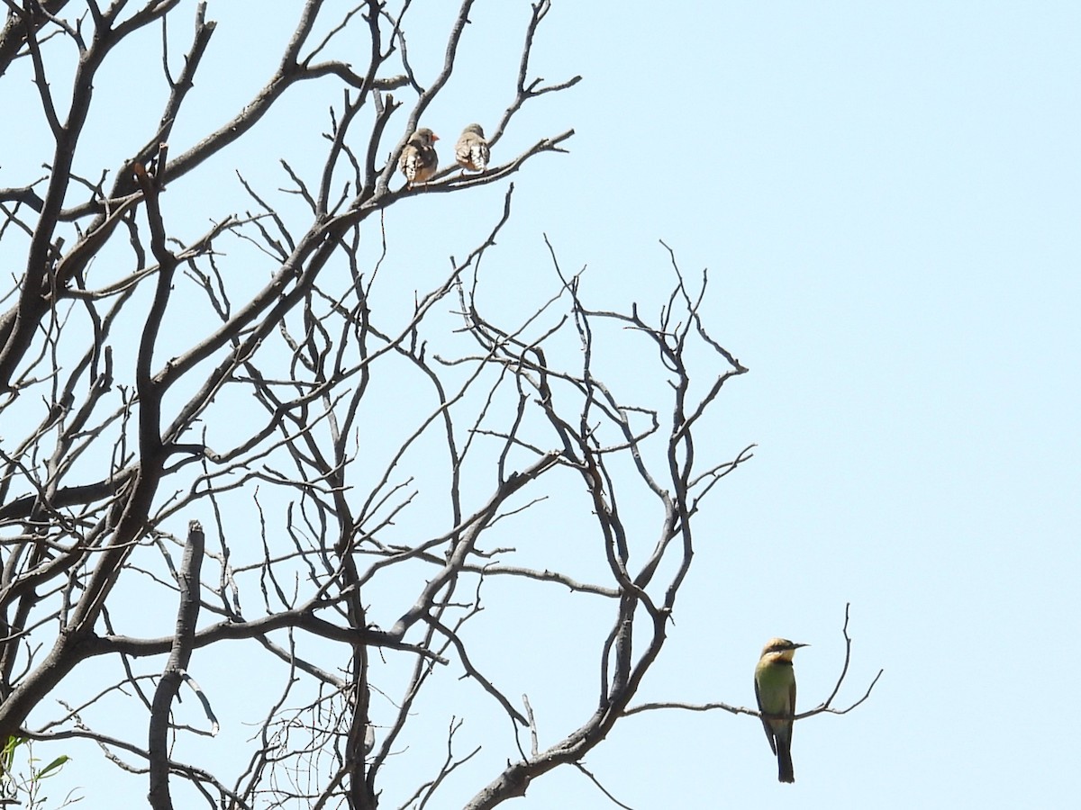 Rainbow Bee-eater - ML647673613