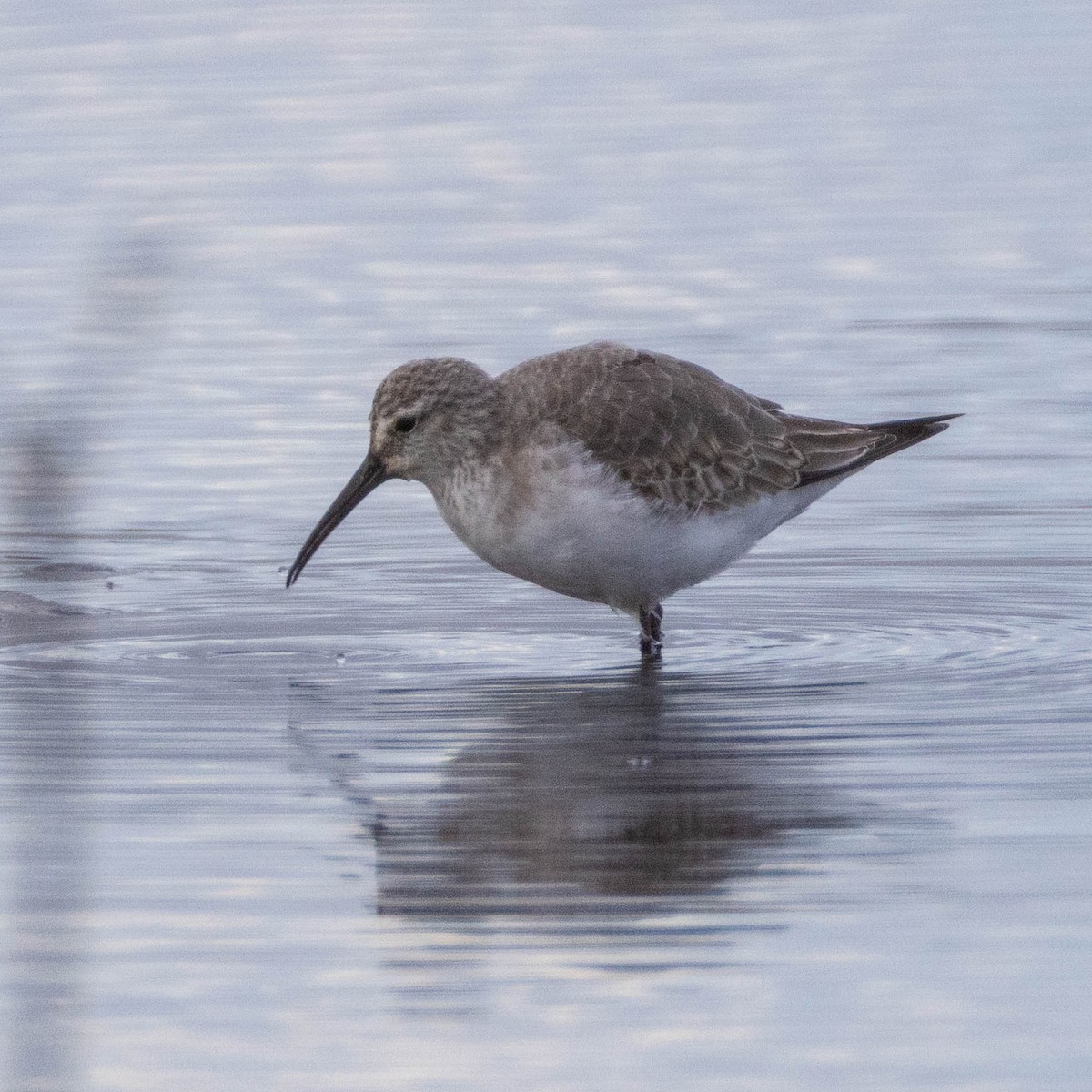 Curlew Sandpiper - ML647673616