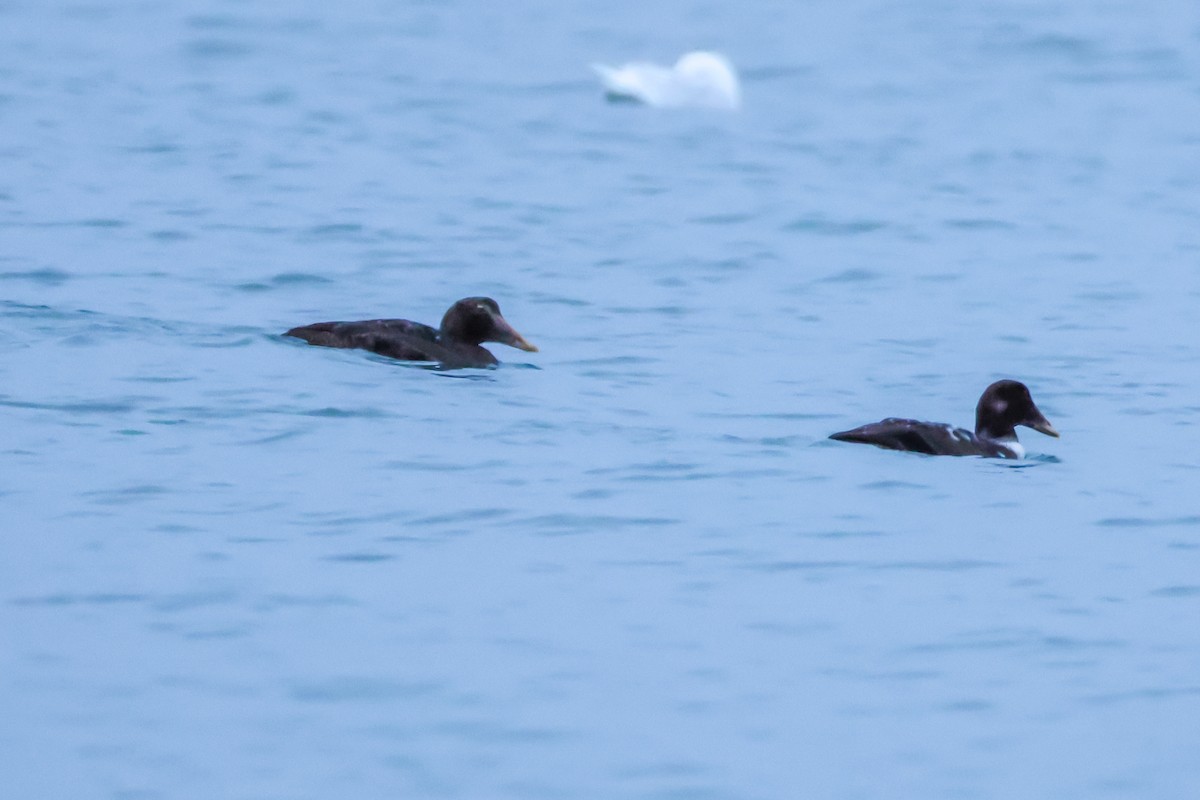 Common Eider - ML647673617