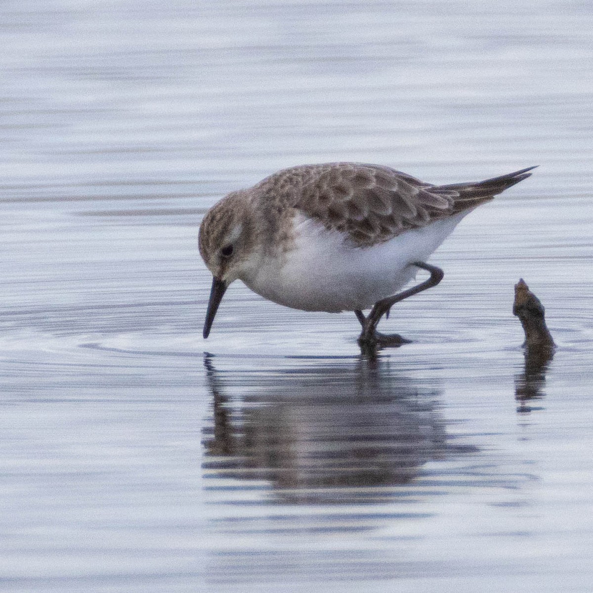 Little Stint - ML647673619