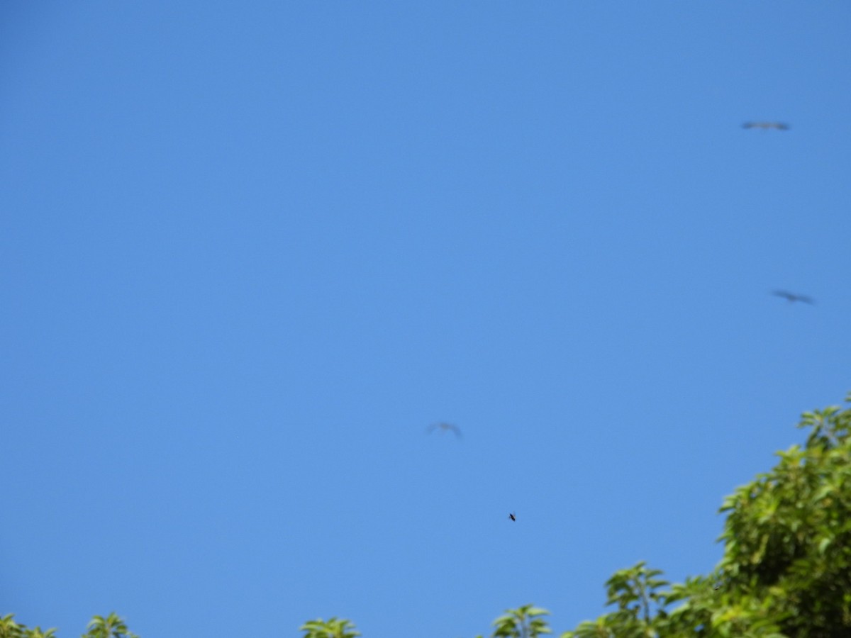 Wood Stork - ML647673620