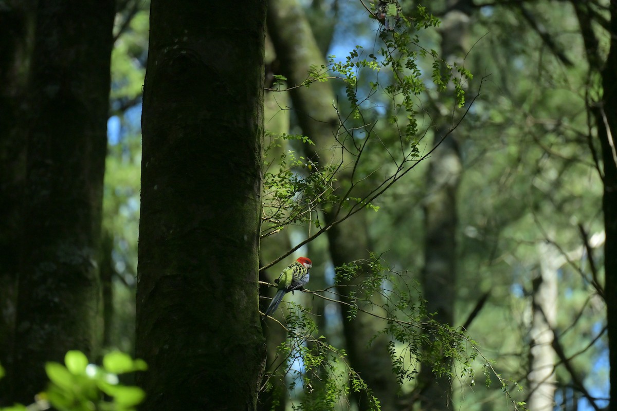 Eastern Rosella - ML647673621