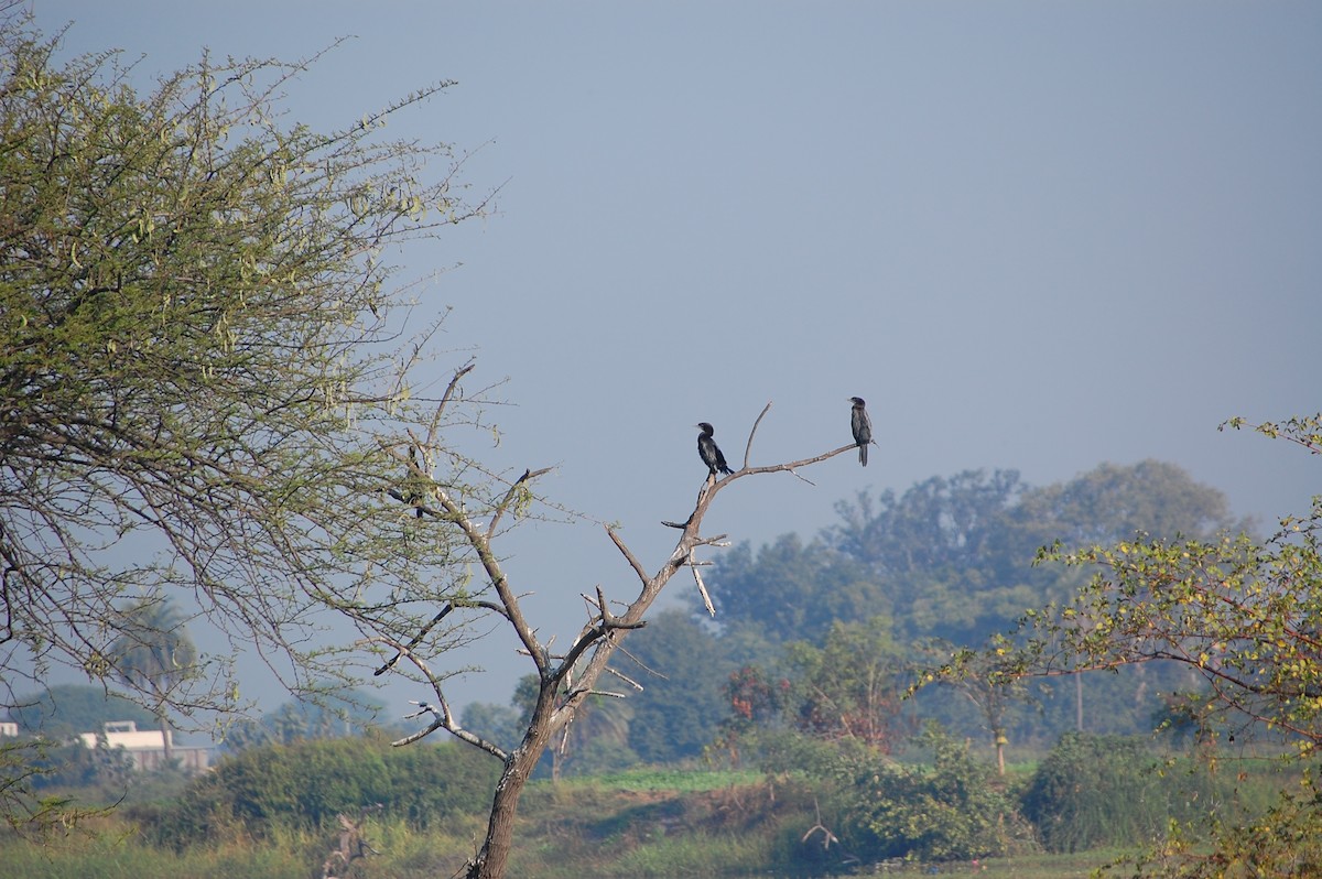 Little Cormorant - ML647673623