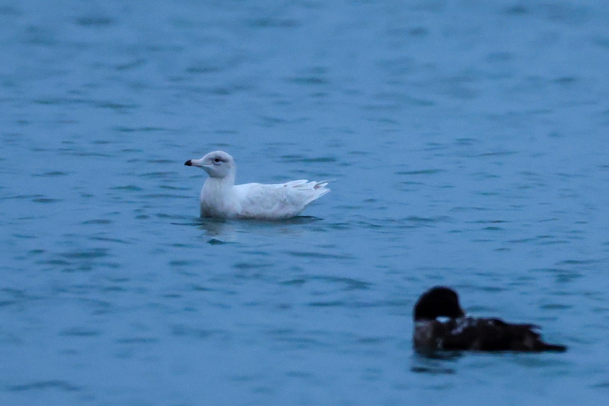 Glaucous Gull - ML647673624
