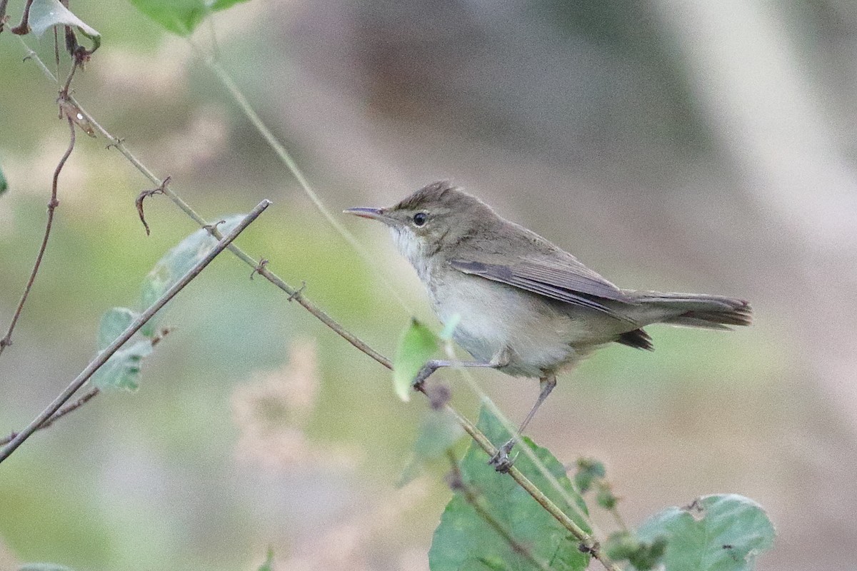Blyth's Reed Warbler - ML647673626