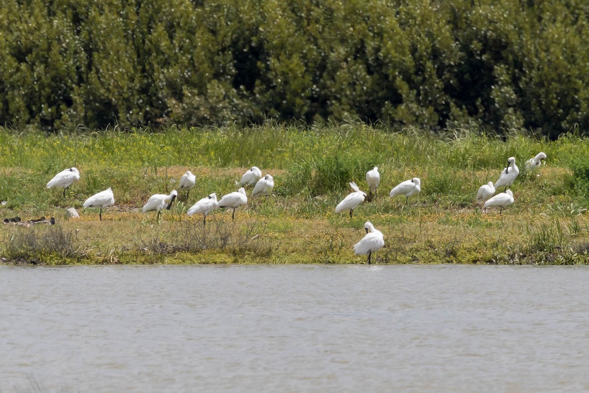 Royal Spoonbill - ML647673627