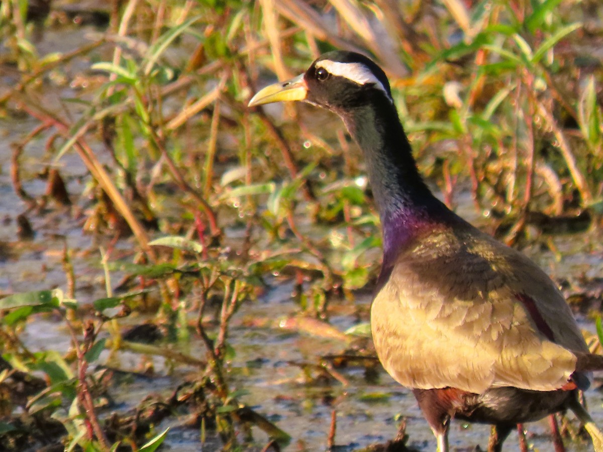 Bronze-winged Jacana - ML647673636