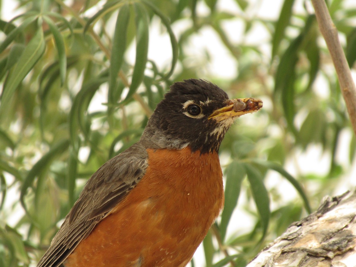 American Robin - ML647673648