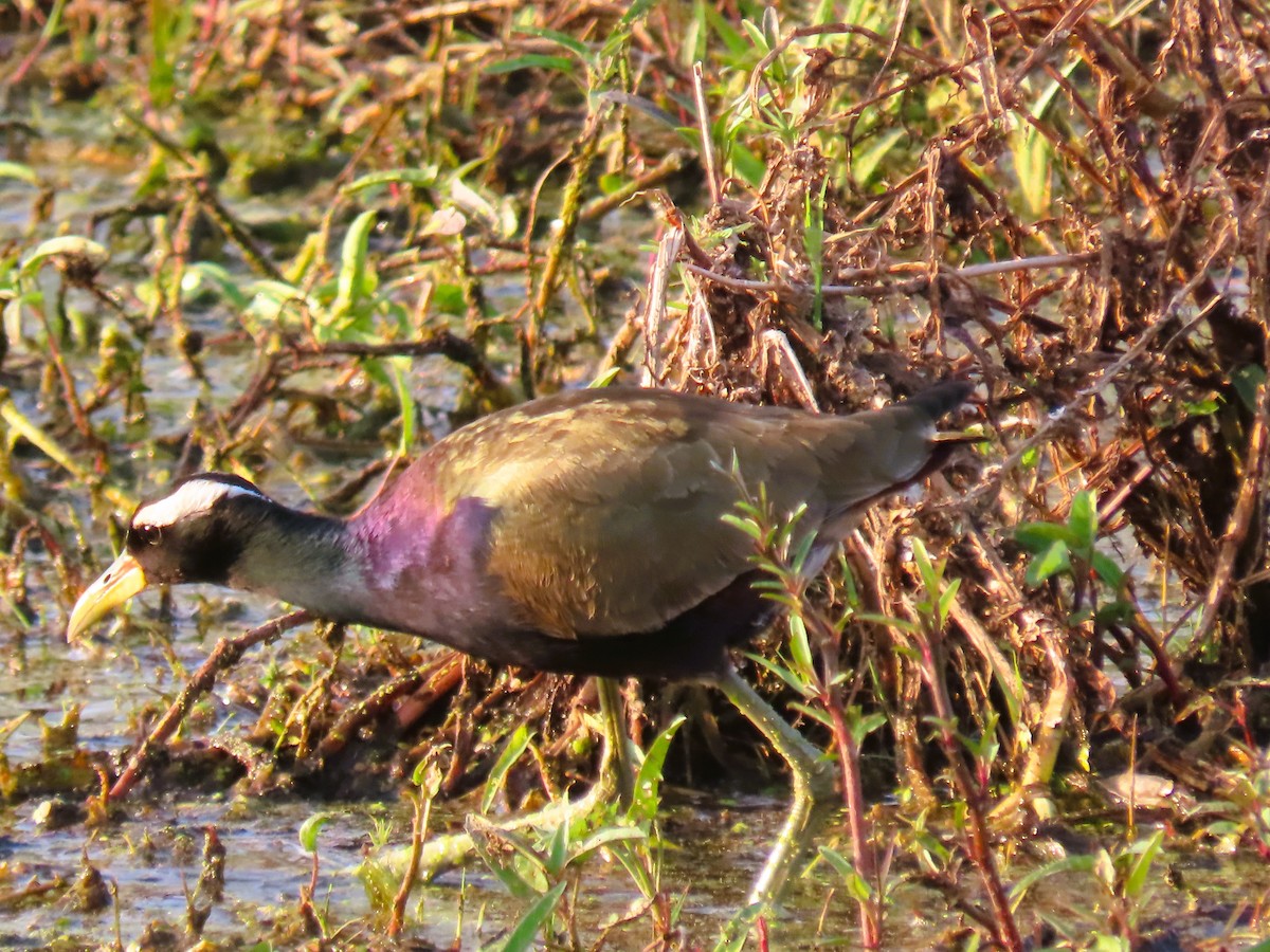 Bronze-winged Jacana - ML647673684
