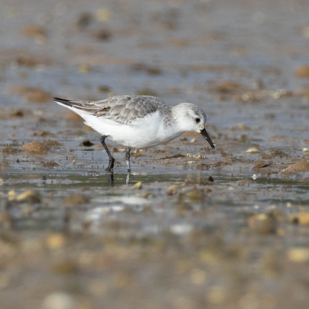 Txirri zuria - ML647673744