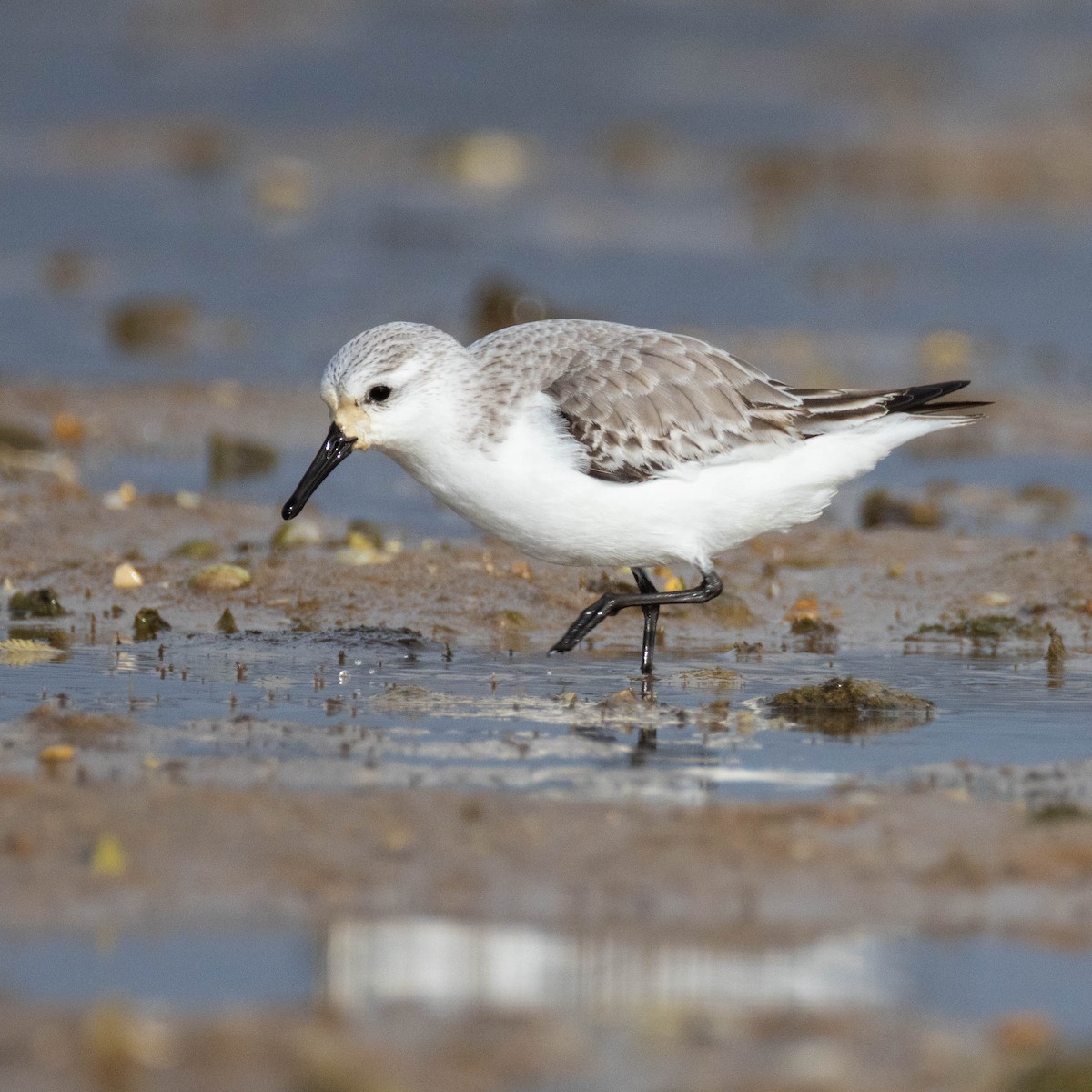 Txirri zuria - ML647673747