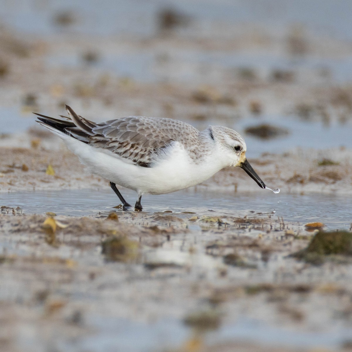 Txirri zuria - ML647673748