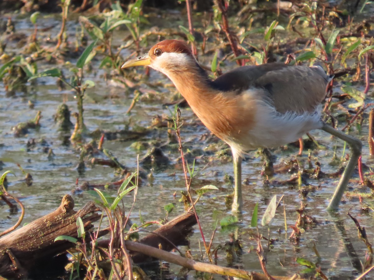 Bronze-winged Jacana - ML647673750