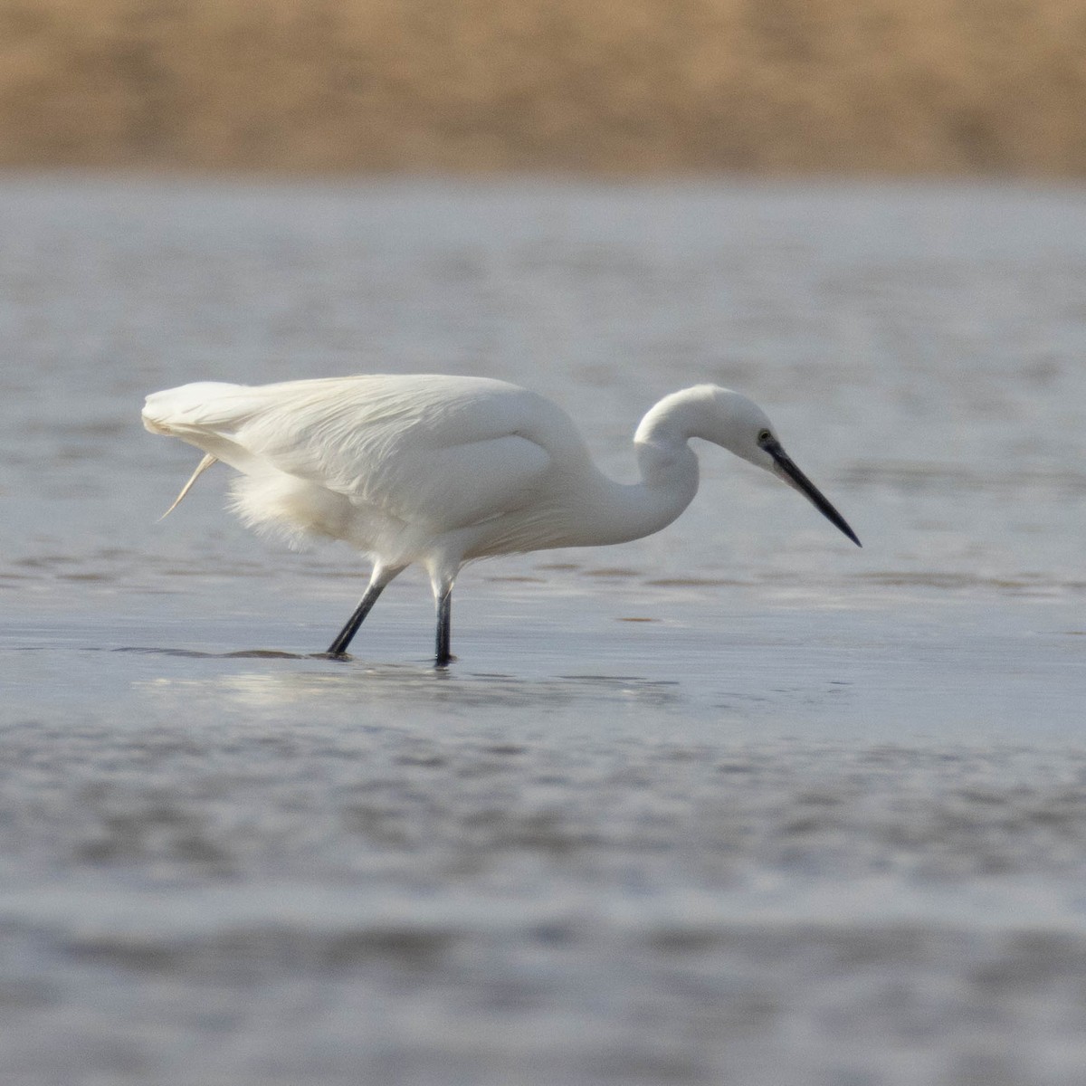 Little Egret - ML647673777