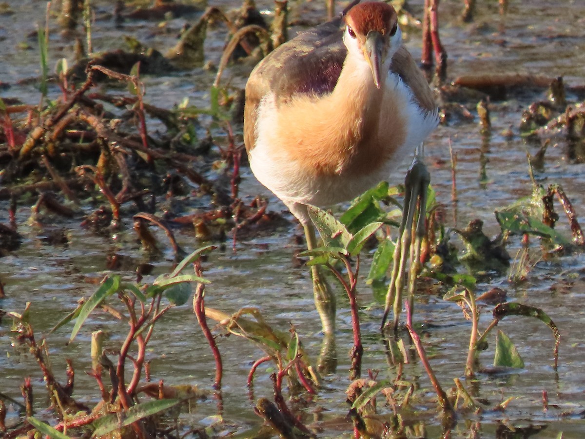 Bronze-winged Jacana - ML647673783
