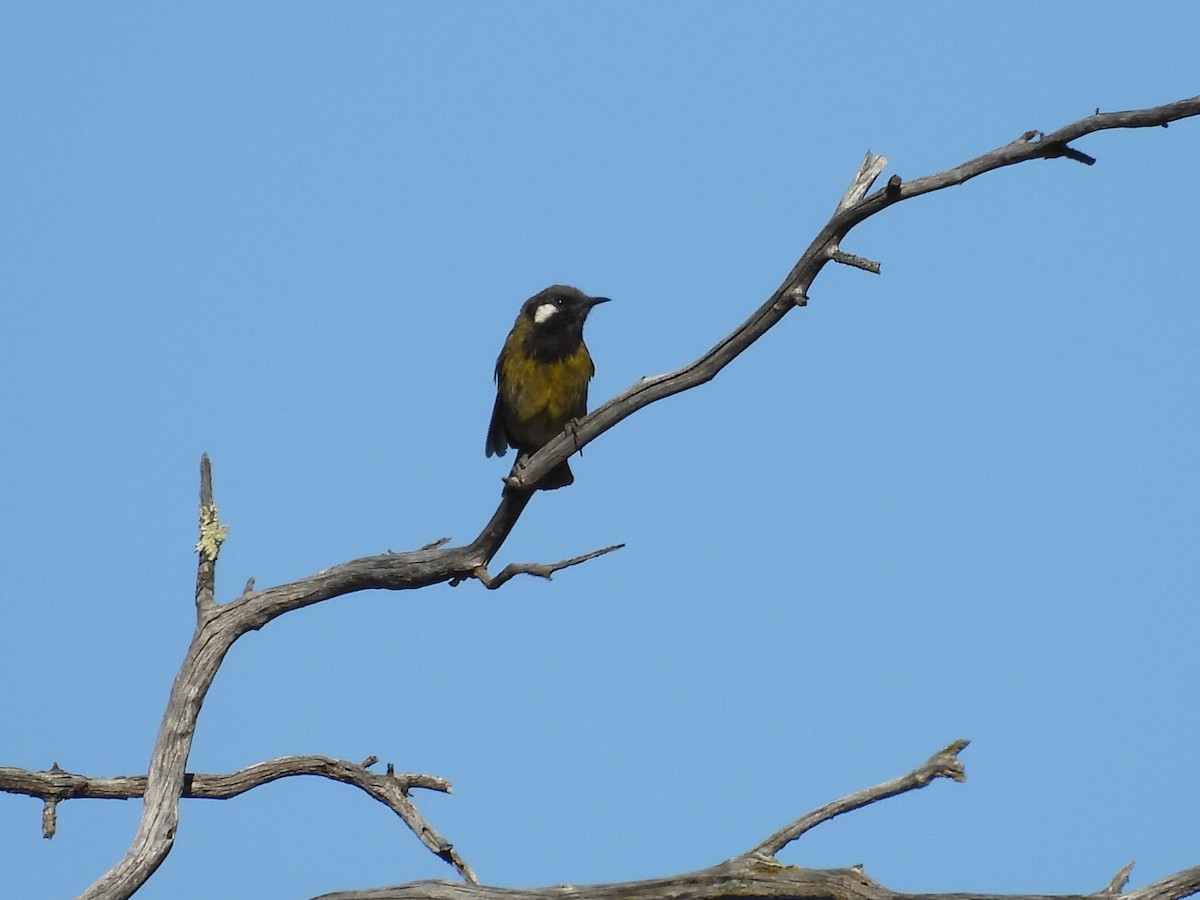 Méliphage leucotique - ML647673786