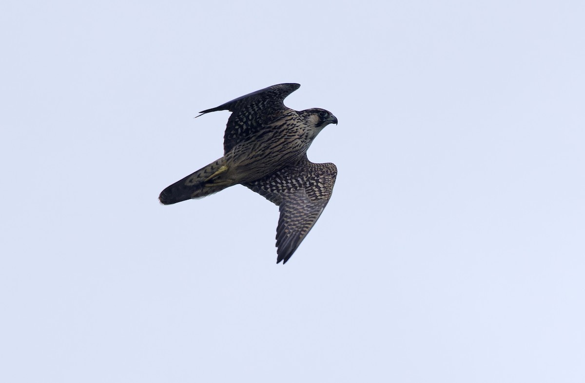 Peregrine Falcon - ML647673800