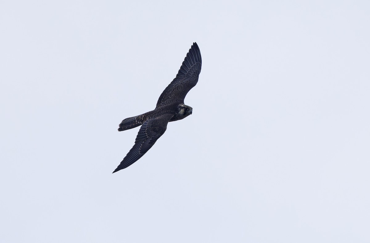 Peregrine Falcon - ML647673801