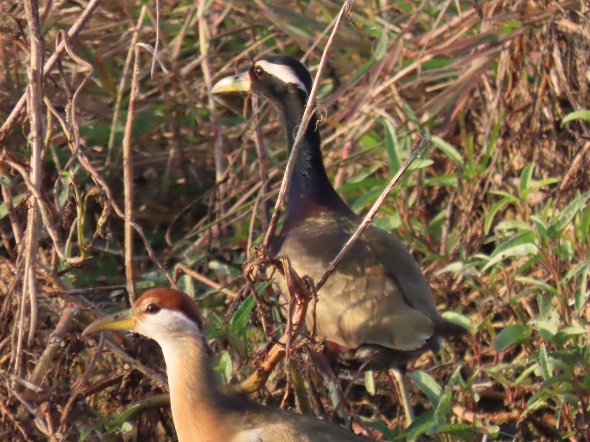 Bronze-winged Jacana - ML647673806