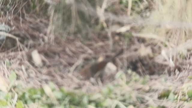 Vinous-throated Parrotbill - ML647673823