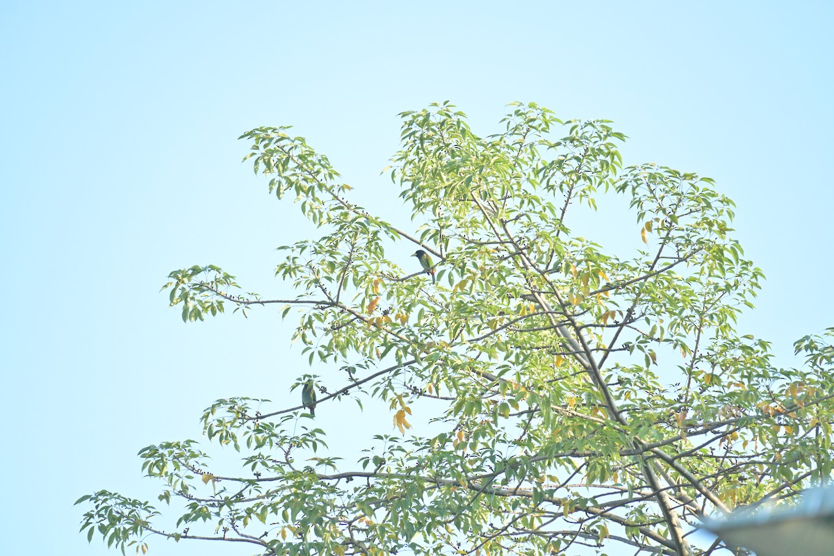 Great Barbet - ML647673843