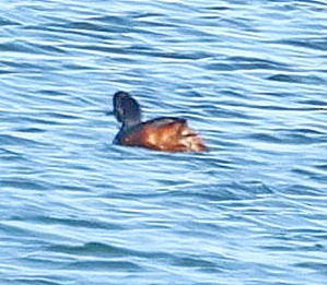 potápka černokrká - ML647673844