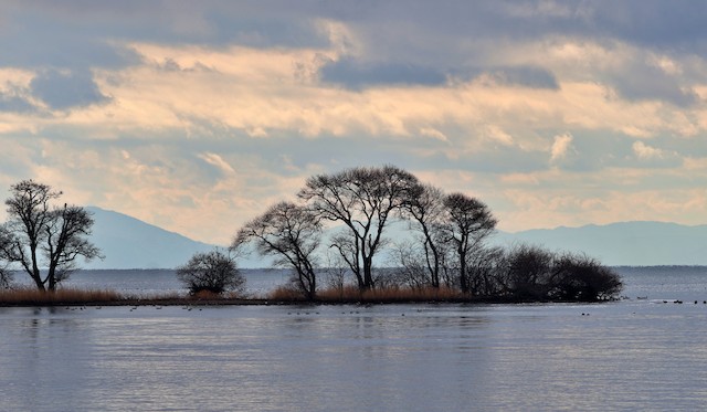 長浜市--琵琶湖--湖北水鳥公園 (Nagahama--Lake Biwa--Kohoku