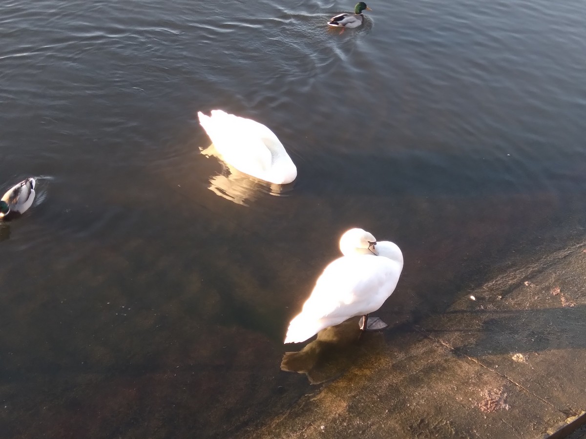 Cygne tuberculé - ML647673848