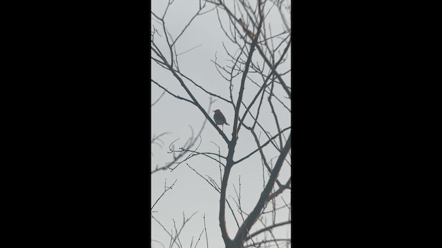 Water Pipit - ML647673854